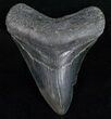 Fossil Megalodon Tooth - Georgia #12026-1
